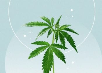 Is CBD legal? Here Is What You Need to Know