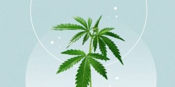 Is CBD legal? Here Is What You Need to Know
