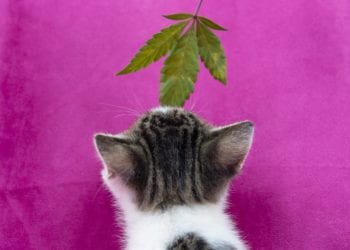 CBD Benefits for Cats and Dogs