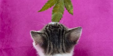 CBD Benefits for Cats and Dogs