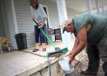 Most Dangerous Pests You Can Find In Your Home