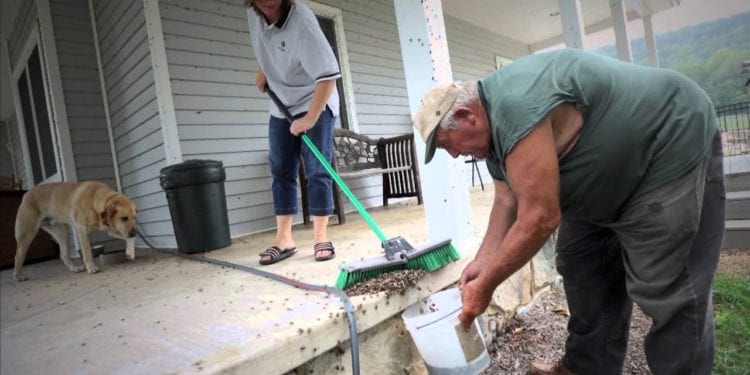 Most Dangerous Pests You Can Find In Your Home