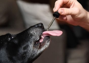 How to Give CBD Oil to Dogs?
