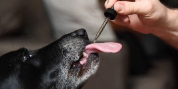 How to Give CBD Oil to Dogs?