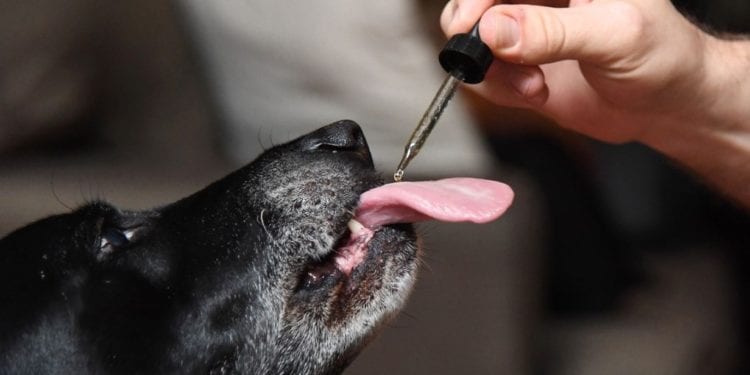 How to Give CBD Oil to Dogs?