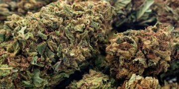 10 Facts You Need to Know About CBD Flower