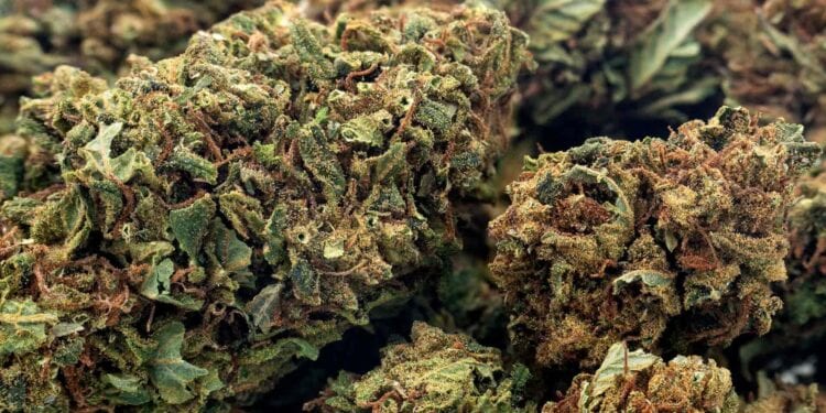 10 Facts You Need to Know About CBD Flower