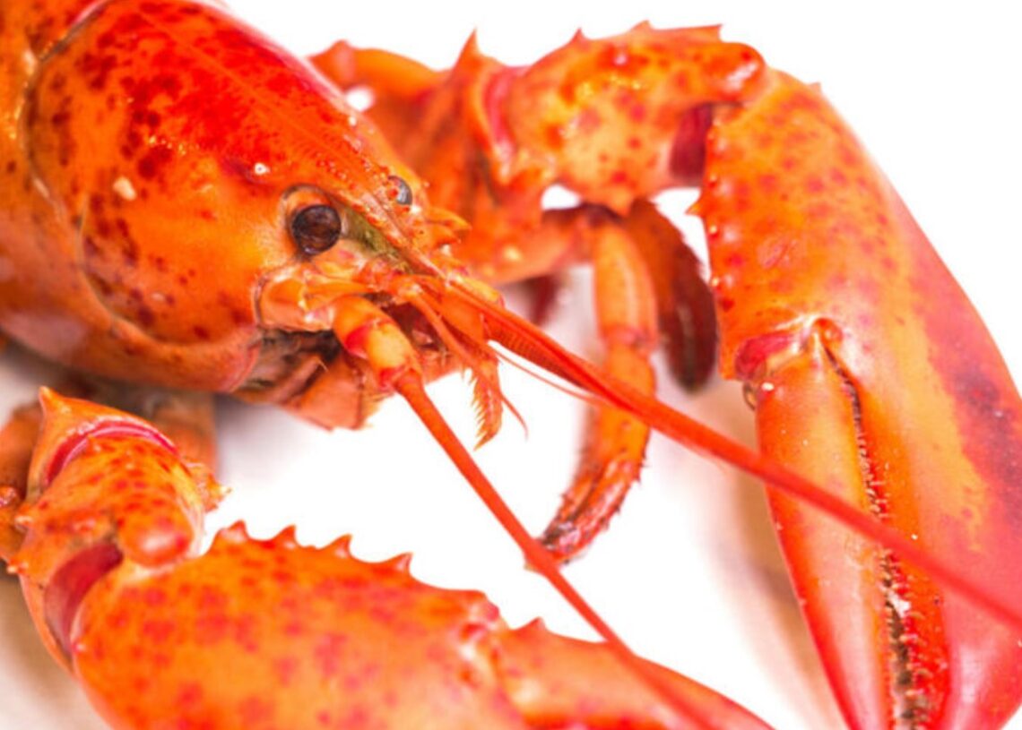 Food For The Brain 12 Interesting Did You Know Facts