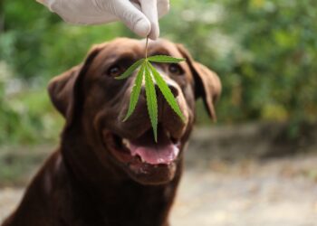 10 Amazing Benefits of CBD for Dogs – 2023 Guide