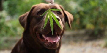 10 Amazing Benefits of CBD for Dogs – 2023 Guide