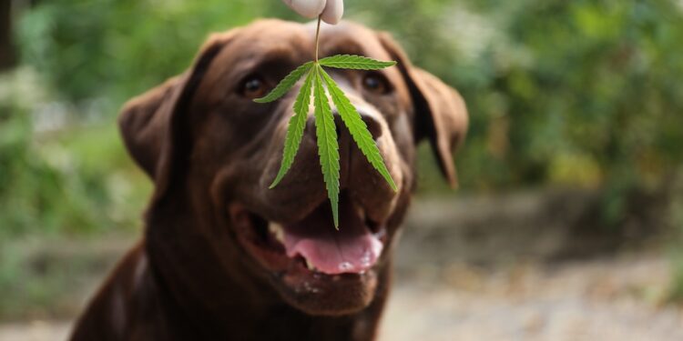 10 Amazing Benefits of CBD for Dogs – 2023 Guide