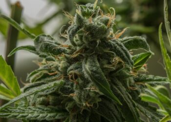 What is the OG Kush CBD Hemp Flower Strain