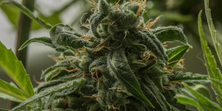 What is the OG Kush CBD Hemp Flower Strain