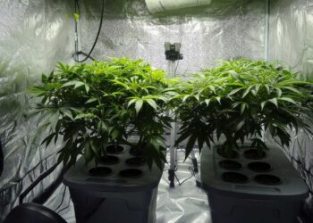 6 Must-Follow Tips and Tricks for Getting Great Bud in a Grow Room