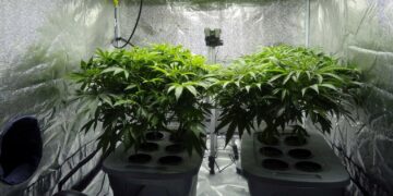 6 Must-Follow Tips and Tricks for Getting Great Bud in a Grow Room