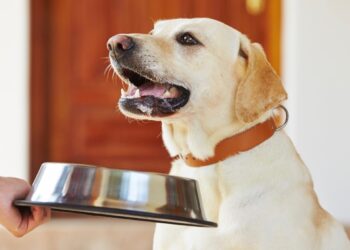 Training Tips for Dogs Using Food Rewards