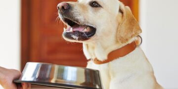 Training Tips for Dogs Using Food Rewards