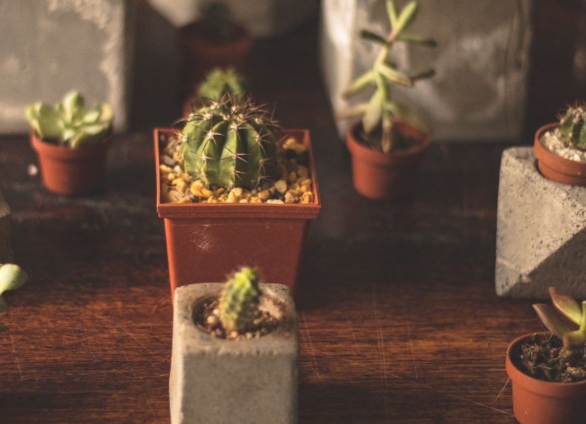 7 Possible Reasons Why Your Cactus Is Dying