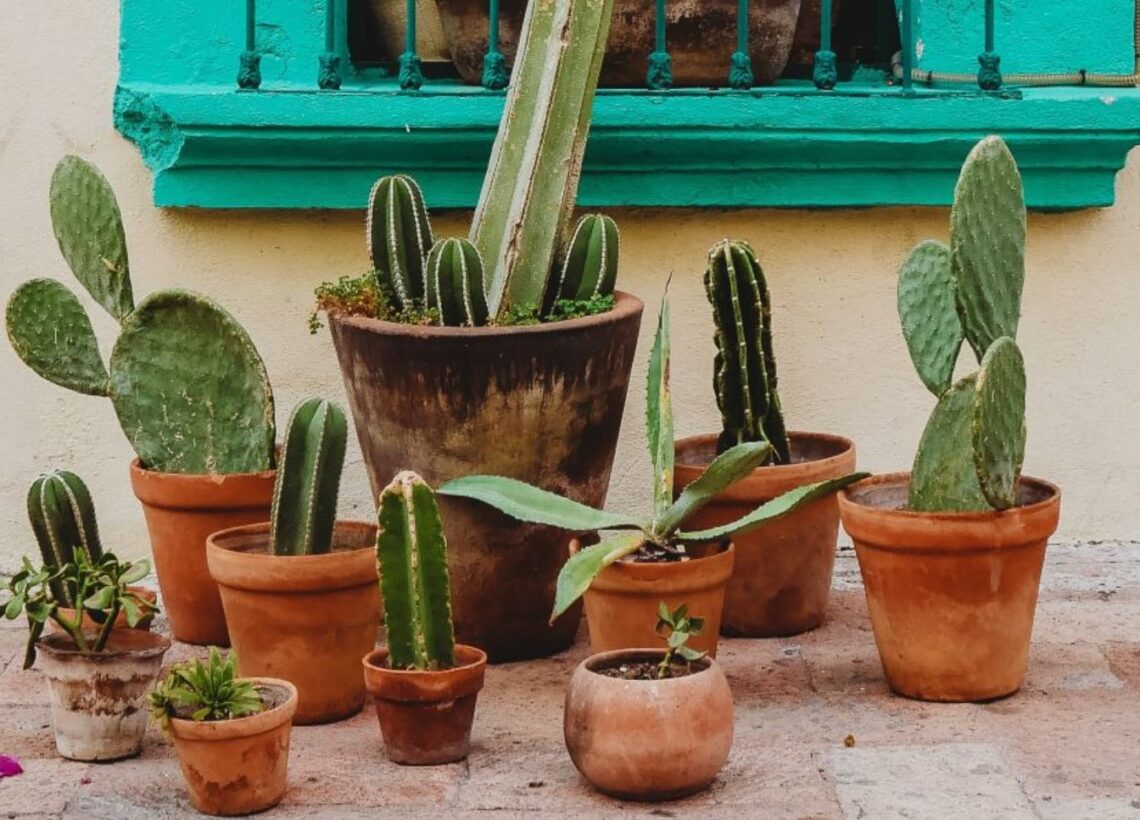 7 Possible Reasons Why Your Cactus Is Dying