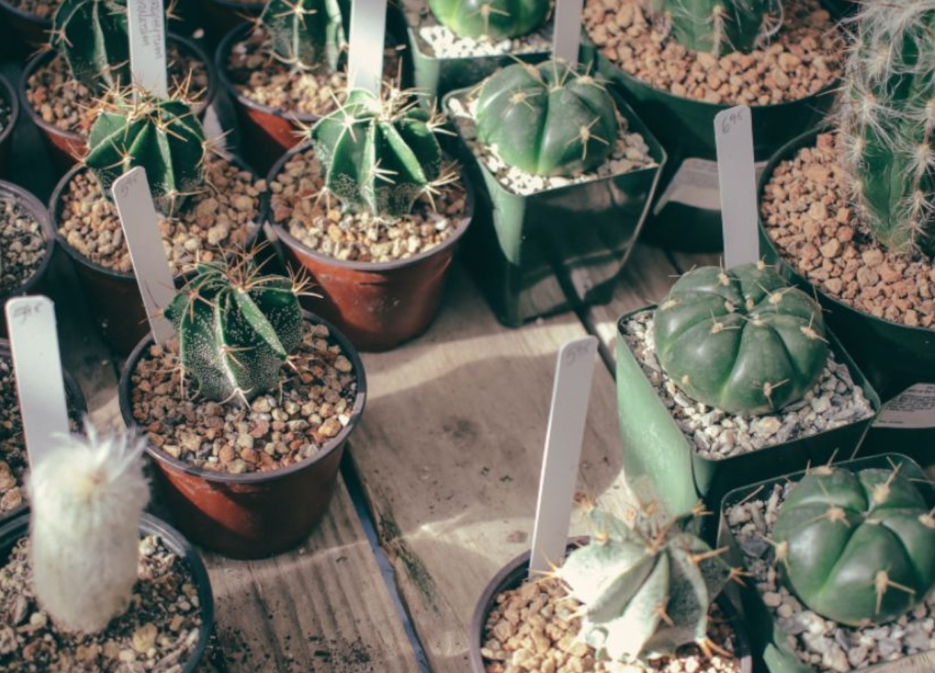 7 Possible Reasons Why Your Cactus Is Dying