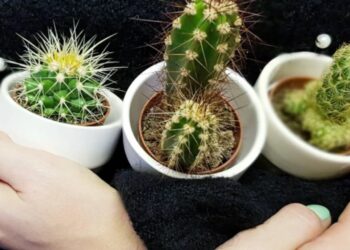 7 Possible Reasons Why Your Cactus Is Dying