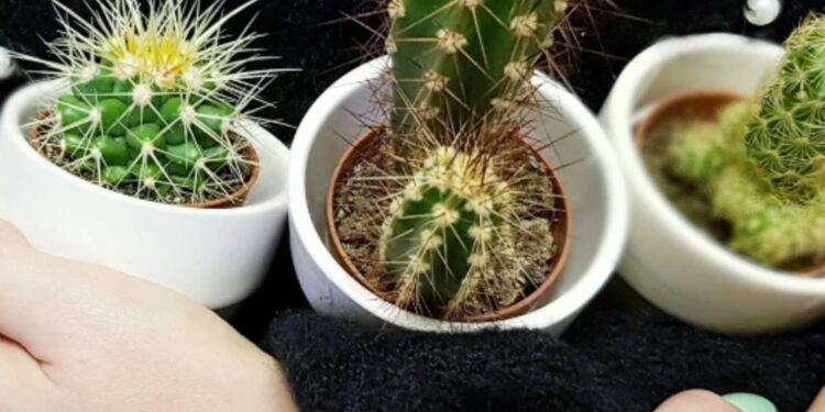 7 Possible Reasons Why Your Cactus Is Dying