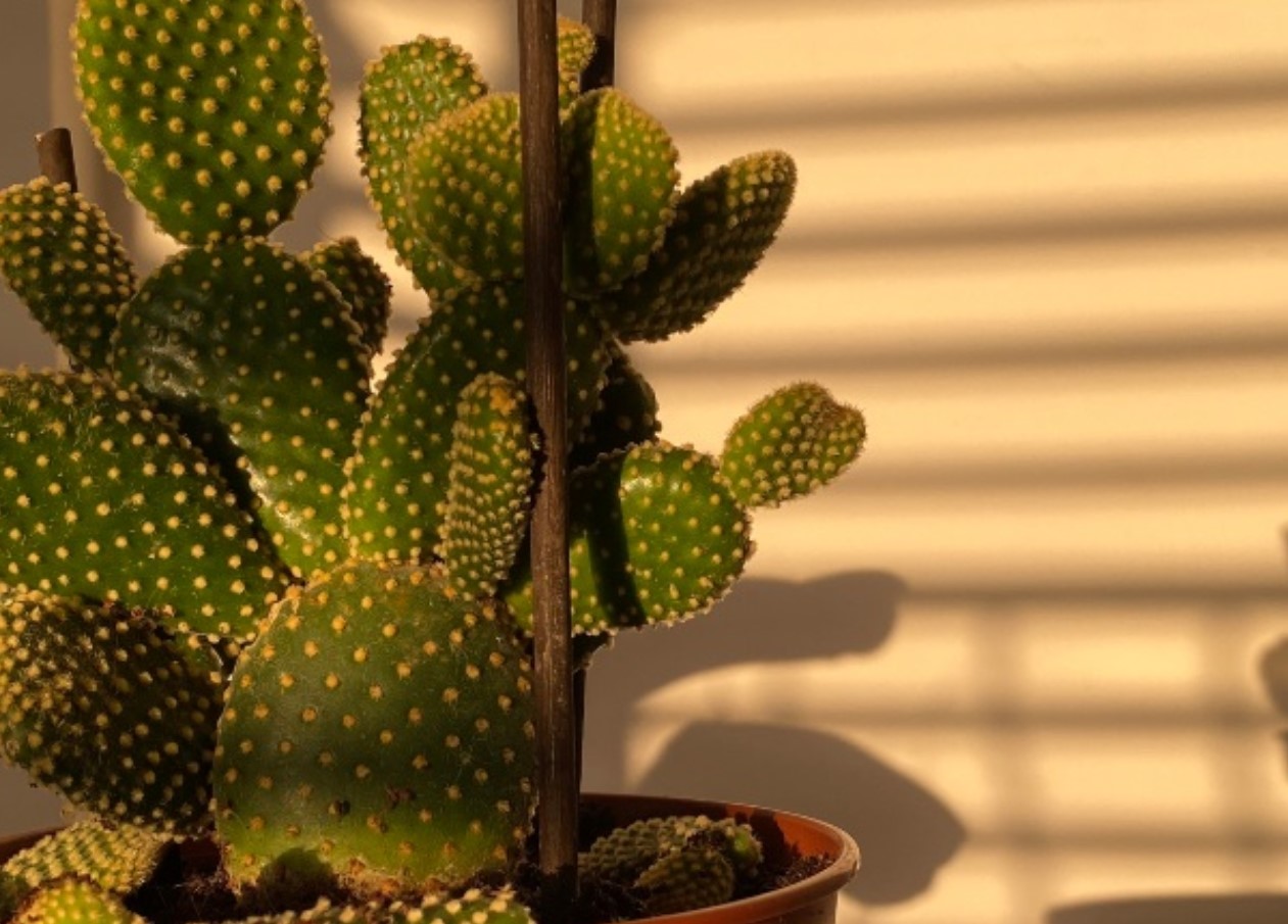 7 Possible Reasons Why Your Cactus Is Dying