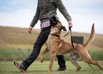Everything You Should Know Before Owning a Personal Protection Dog