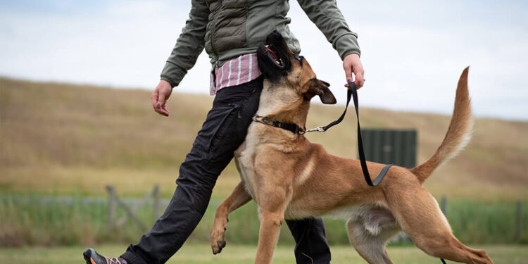Everything You Should Know Before Owning a Personal Protection Dog