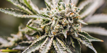 How to Decide Which Strains to Try?