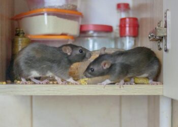 How To Know If You Have Rats Or Mice In My Home – 2023 Guide