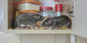 How To Know If You Have Rats Or Mice In My Home – 2023 Guide