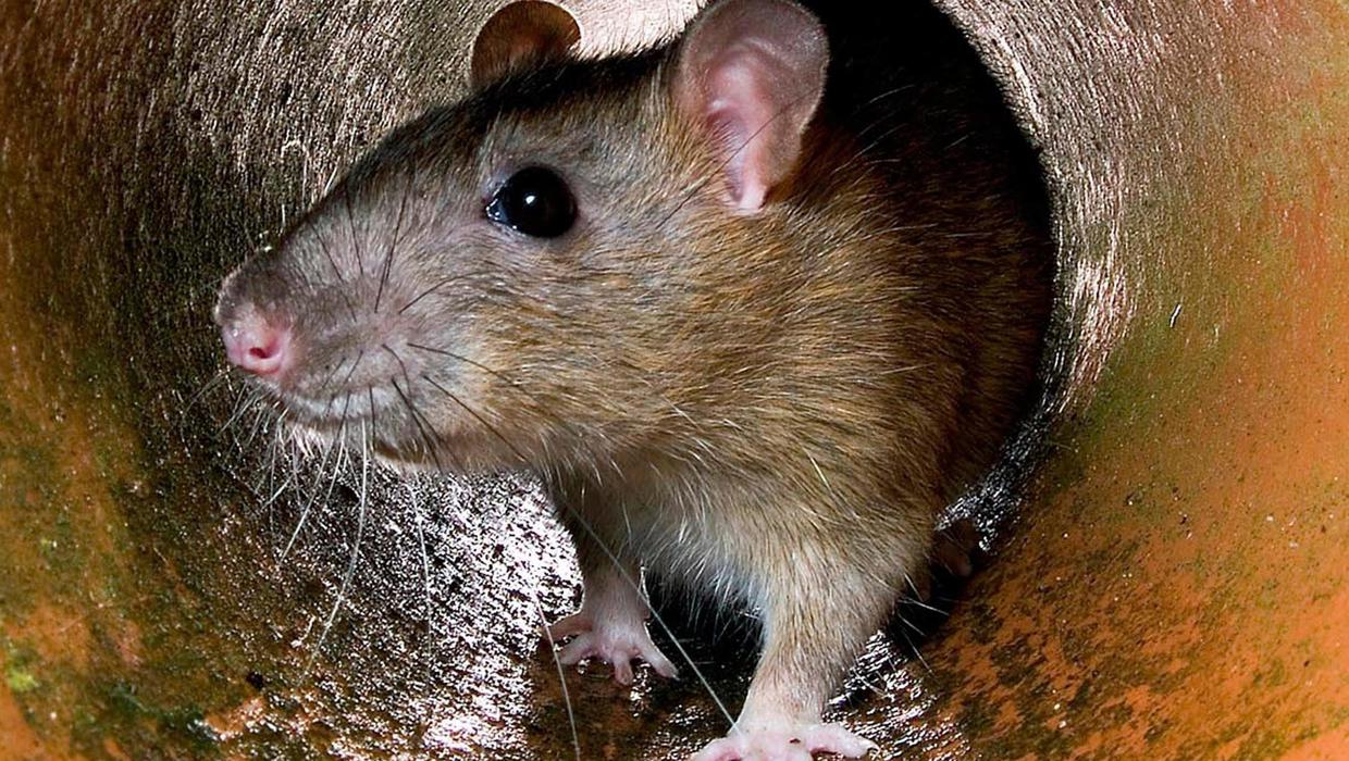 How To Know If You Have Rats Or Mice In My Home - 2023 Guide